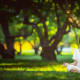 méditation, zen, naturopathie