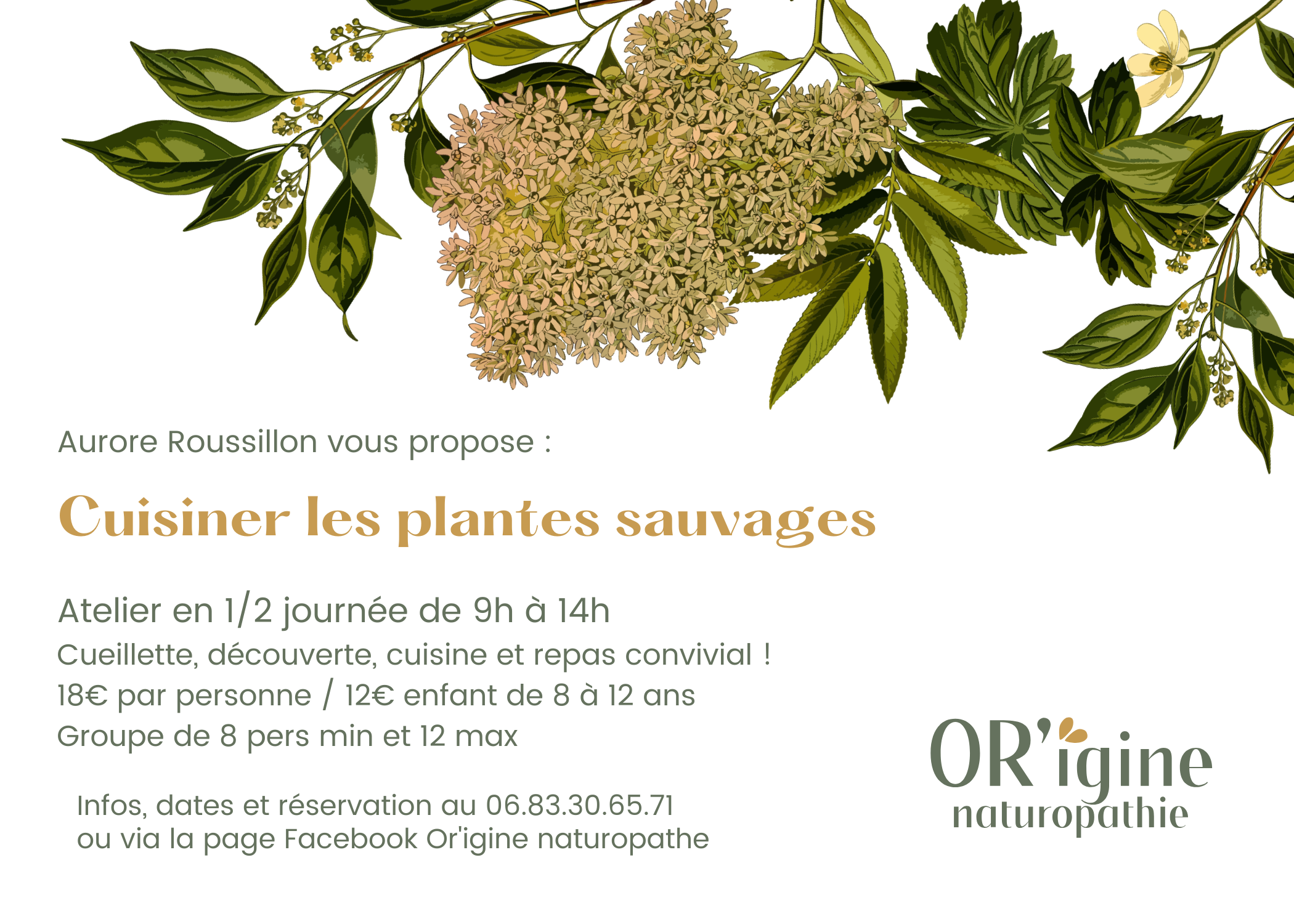sortie cuisine et cueillette de plantes sauvages