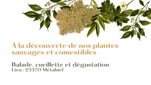 cueillette et découverte de plantes sauvages; naturopathie